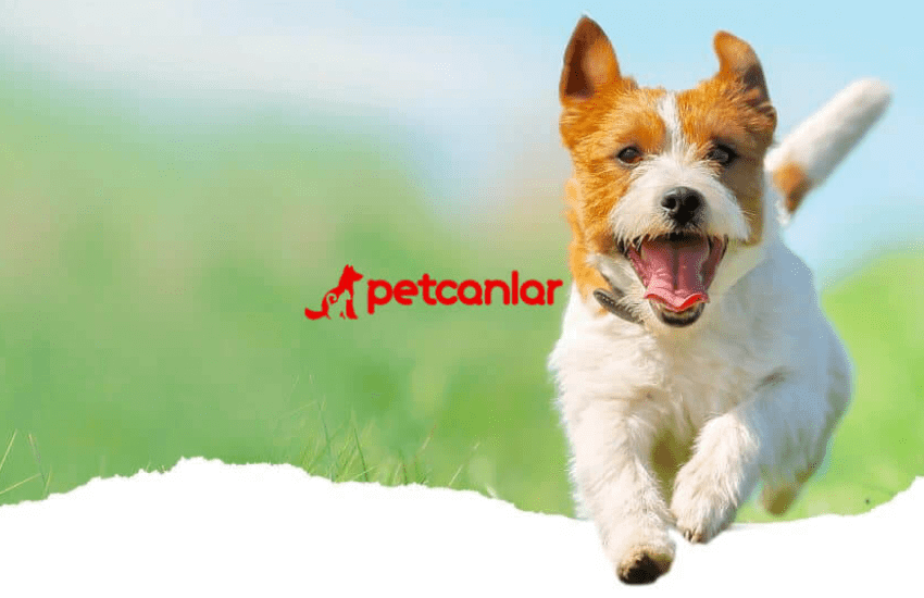 Petcanlar